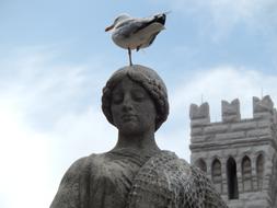 Seagull Stature Monte Carlo