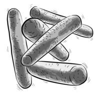 long gray bacteria drawing