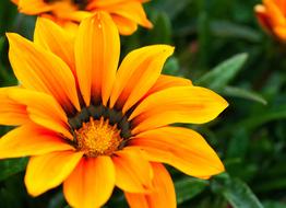 Orange Yellow Flowers outdoors