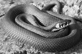 big wild snake