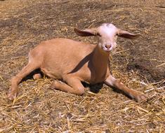 resting cute little goat