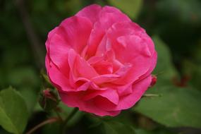 Rose Flower Orange