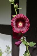 Stock Rose Blossom Bloom