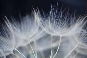 Flower Dandelion Seeds