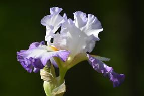 Iris White And Purple Flower