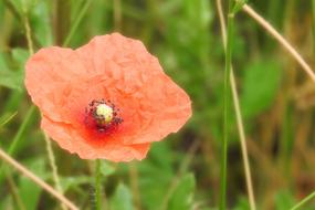 Poppy Red Blossom