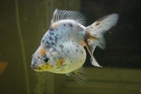 White Fish