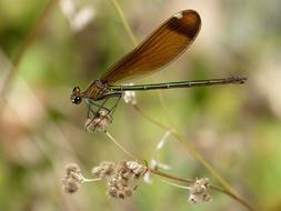 Dragonfly Black