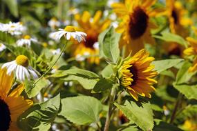 Chamomile Flower Blossom