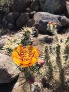 Bloom Flower Cactus