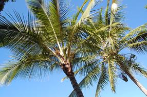 Palm Trees Summer Australia