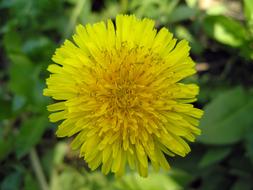 Dandelion Yellow