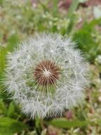 Flower Feather