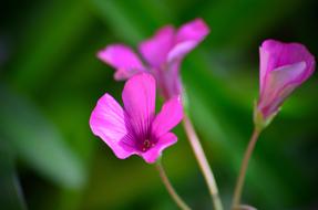 Pink Flowers Floral Spring