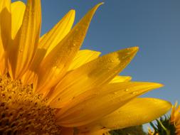 Sunflower Dew Sunshine