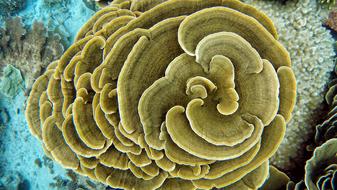 Coral Diving Water