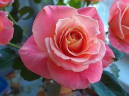 Rose Flowers gardening