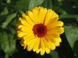 Marigold Yellow Gardening