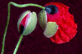 Poppy Flower Buds