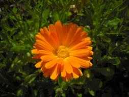 Calendula Marigold orange Flower in garden