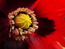 Garden Ornamental Poppy Detail