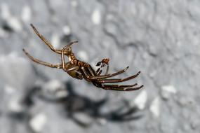 Spider Ant Prey