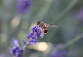 cute bee on a purple flower in the garden