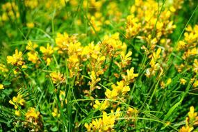 Ordinary Wing Broom Flower Blooded