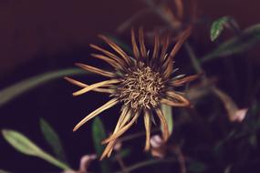 dry little flower
