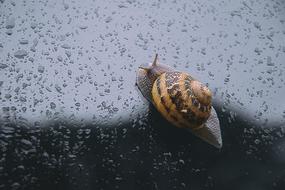 Snail Spring