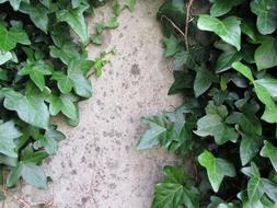 stone wall overgrown with plants