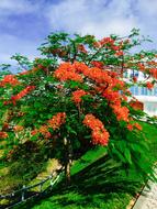 Roatan Bay Islands Palmetto Coasts