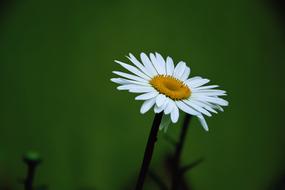 White Margaret Summer Flower