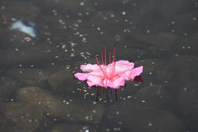 Flower Pink Water