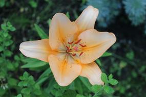 Blossom Bloom Orange