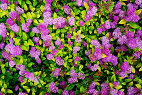 Sedum Flower Purple