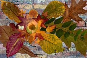 Leaves True Autumn Leaf