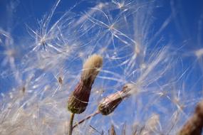 Flying Seeds Wind Sky
