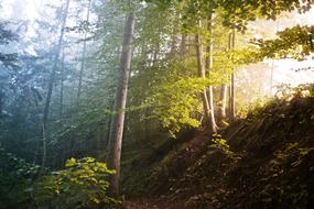 Forrest Trees Fog Color