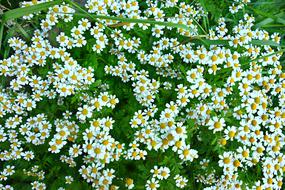Daisy Ox Eye Flower Field Of