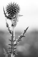 thistle, prickly plant with spherical flower, black and white