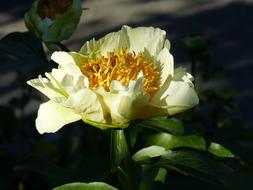 white flower in water