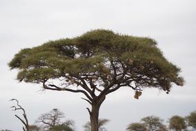 Acacia Tree Africa