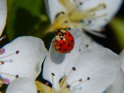 Ladybug Asian Lucky
