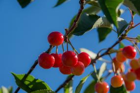 Cherries Branch Cherry