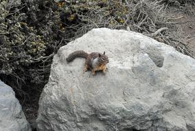 Squirrel Nature Rock