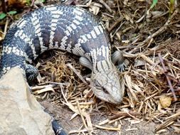 colored snake in the grass