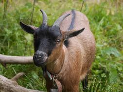 portrait of Goat Kid Animal