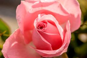 pink petals, rose, close-up
