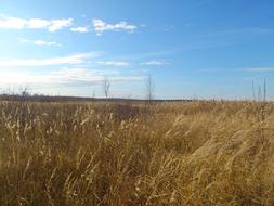 Nature Grass Field